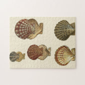 Crackig Antike Muscheln Puzzle (Horizontal)