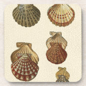 Crackig Antike Muscheln Untersetzer (Vorderseite)