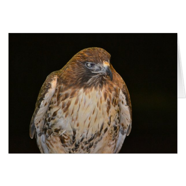Crafty Hawk (Vorderseite (Horizontal))