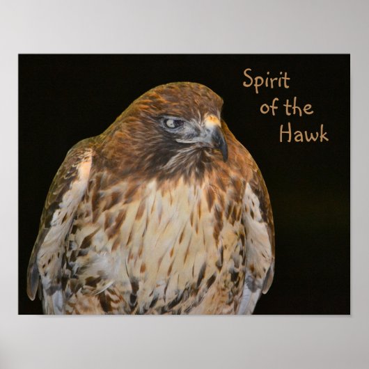 Crafty Hawk Poster (Vorne)