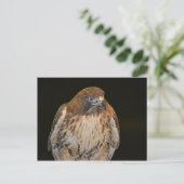 Crafty Hawk Postkarte (Stehend Vorderseite)