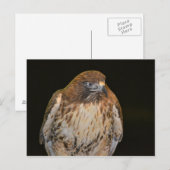 Crafty Hawk Postkarte (Vorne/Hinten)
