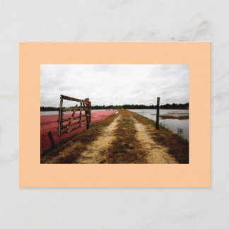 Cranbeeren Postkarte