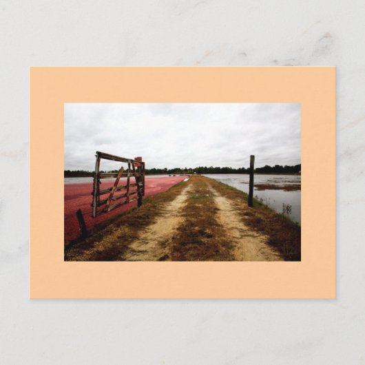 Cranbeeren Postkarte (Vorderseite)