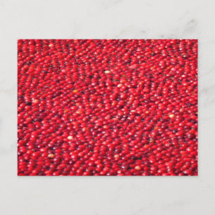 Cranberries Festliches Rot Postkarte