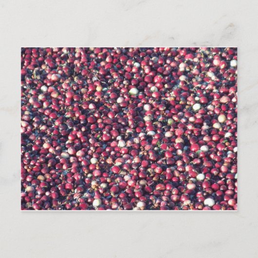 Cranberries Postkarte (Vorderseite)