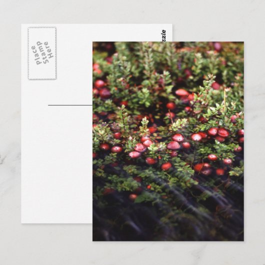 Cranberry Bog Postkarte (Vorne/Hinten)