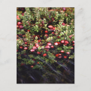 Cranberry Bog Postkarte