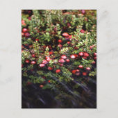 Cranberry Bog Postkarte (Vorderseite)