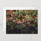 Cranberry Bog Postkarte (Vorne/Hinten)