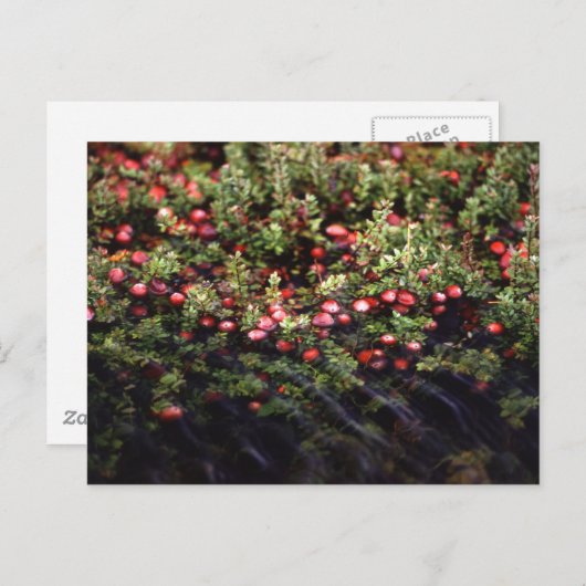 Cranberry Bog Postkarte (Vorne/Hinten)