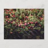 Cranberry Bog Postkarte (Vorderseite)