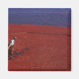 Cranberry-Ernte, Middleboro, MA, USA Magnet