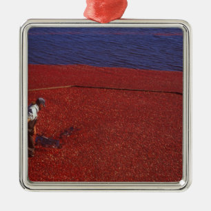 Cranberry-Ernte, Middleboro, MA, USA Ornament Aus Metall