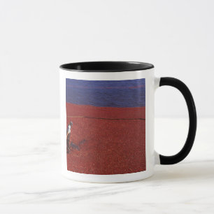 Cranberry-Ernte, Middleboro, MA, USA Tasse