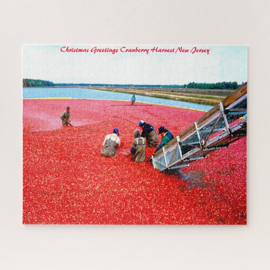 Cranberry-Ernte New Jersey. Puzzle (Horizontal)