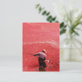 Cranberry-Ernte Postkarte (Stehend Vorderseite)