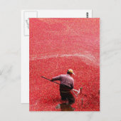 Cranberry-Ernte Postkarte (Vorne/Hinten)