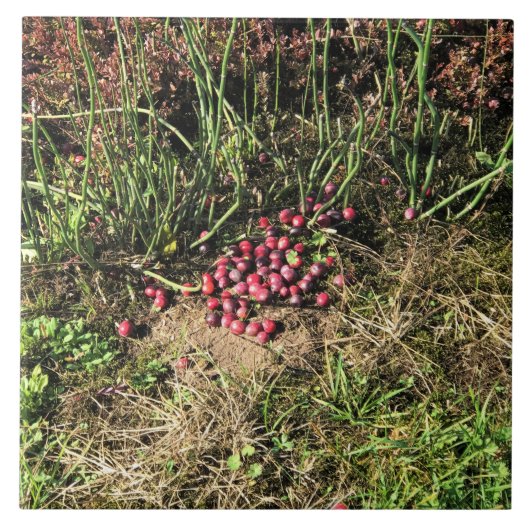 Cranberry Farm, Long Beach, Washington Fliese (Vorderseite)