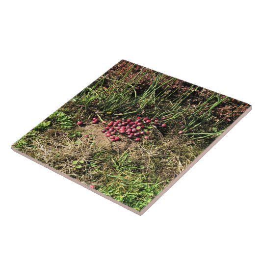 Cranberry Farm, Long Beach, Washington Fliese (Seite)