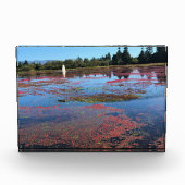 Cranberry Farm, Long Beach, Washington Fotoblock (Vorderseite)