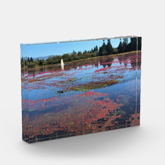 Cranberry Farm, Long Beach, Washington Fotoblock (Links)