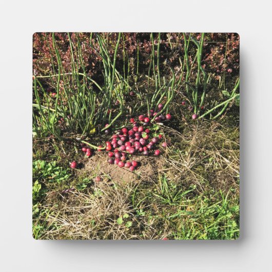 Cranberry Farm, Long Beach, Washington Fotoplatte (Vorderseite)