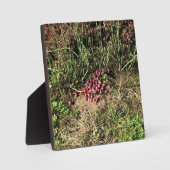 Cranberry Farm, Long Beach, Washington Fotoplatte (Vorderseite)