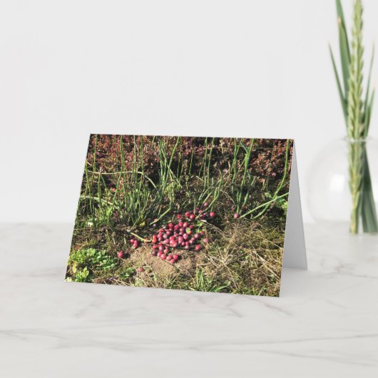 Cranberry Farm, Long Beach, Washington Karte (Vorderseite)