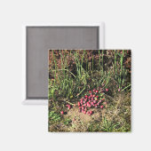 Cranberry Farm, Long Beach, Washington Magnet (Vorderseite/Rückseite)