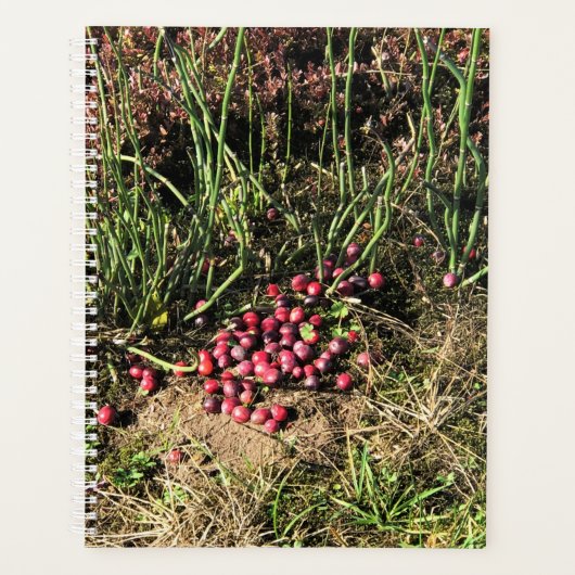 Cranberry Farm, Long Beach, Washington Planer (Vorderseite)