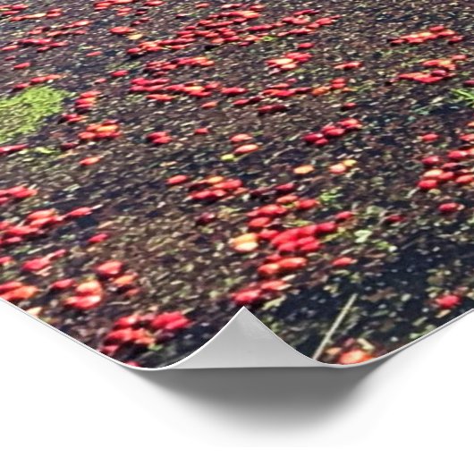 Cranberry Farm, Long Beach, Washington Poster (Ecke)
