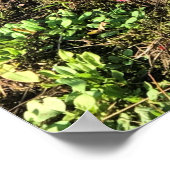 Cranberry Farm, Long Beach, Washington Poster (Ecke)