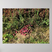 Cranberry Farm, Long Beach, Washington Poster (Vorne)