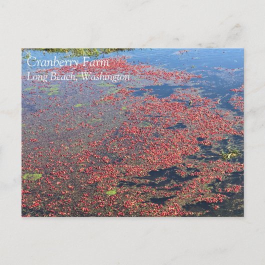 Cranberry Farm, Long Beach, Washington Postkarte (Vorderseite)