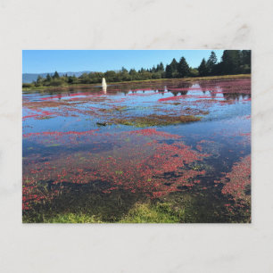 Cranberry Farm, Long Beach, Washington Postkarte