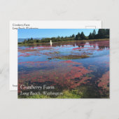 Cranberry Farm, Long Beach, Washington Postkarte (Vorne/Hinten)
