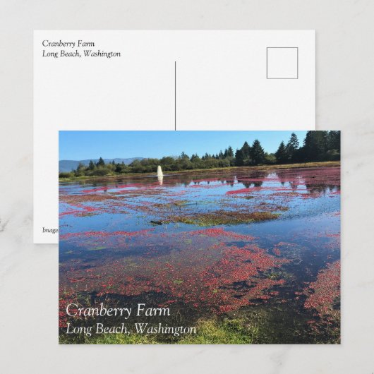 Cranberry Farm, Long Beach, Washington Postkarte (Vorne/Hinten)