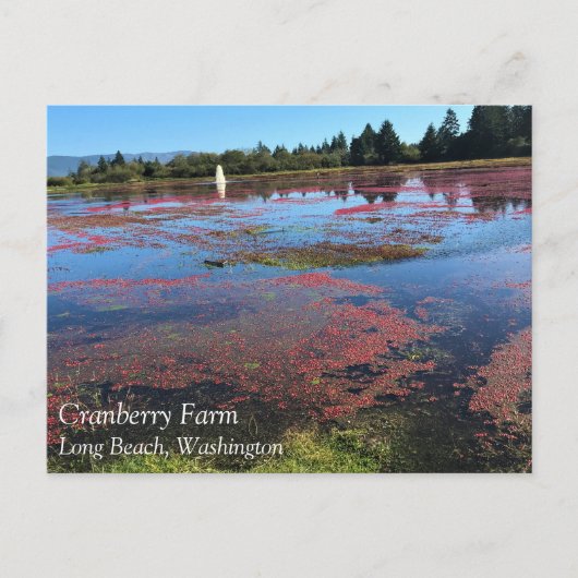 Cranberry Farm, Long Beach, Washington Postkarte (Vorderseite)