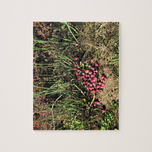 Cranberry Farm, Long Beach, Washington Puzzle (Vertikal)