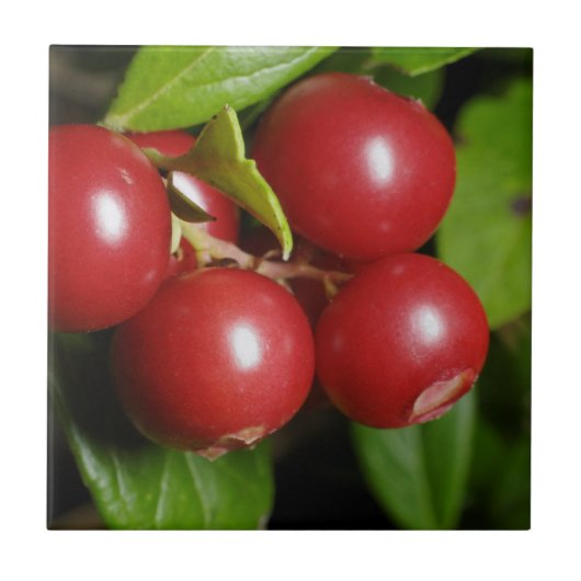 Cranberry Fliese (Vorderseite)