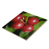 Cranberry Fliese (Seite)