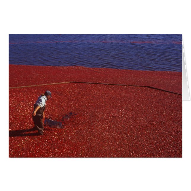 Cranberry Harvest, Middleboro, MA, USA (Vorderseite (Horizontal))