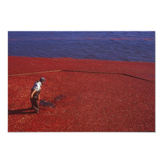 Cranberry Harvest, Middleboro, MA, USA Fotodruck (Vorne)