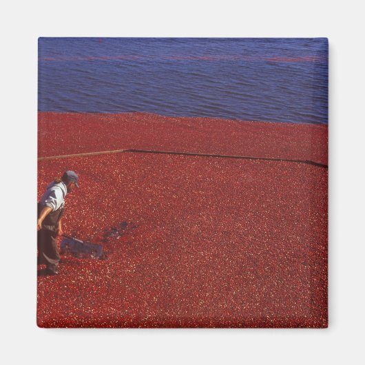 Cranberry Harvest, Middleboro, MA, USA Magnet (Vorne)