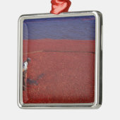 Cranberry Harvest, Middleboro, MA, USA Ornament Aus Metall (Links)
