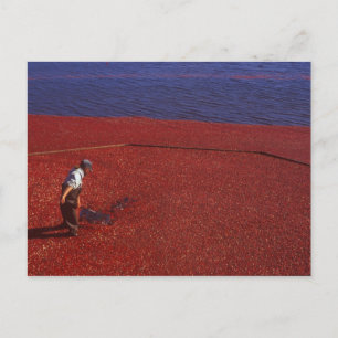 Cranberry Harvest, Middleboro, MA, USA Postkarte