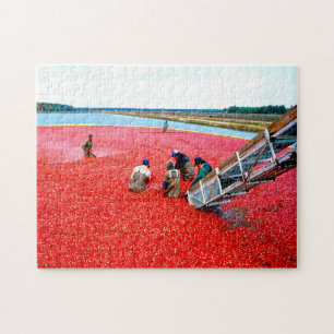 Cranberry Harvest New Jersey. Puzzle
