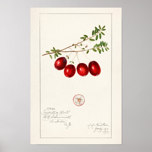 Cranberry (Vaccinium macrocarpon) Poster (Vorne)