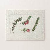 Cranberry (Vaccinium Macrocarpon) Puzzle (Horizontal)